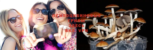 стаф Алзамай